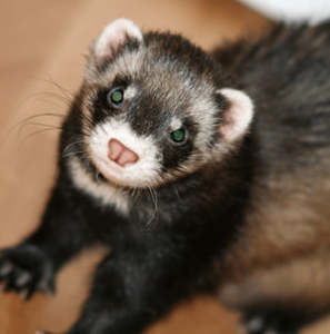 Meet your Posher, Pixie